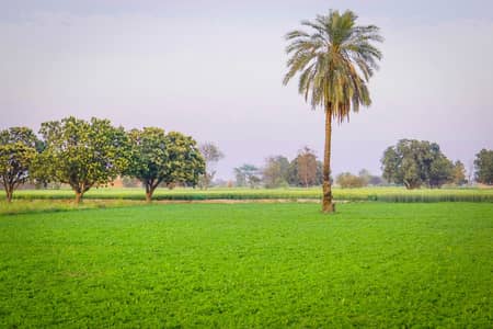 4 Acer Fully Agriculture Land For Farming & Farmhouse at Near By Pass Samundri Road Faisalabad