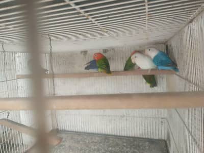 bhjes, lovebirds and finches.