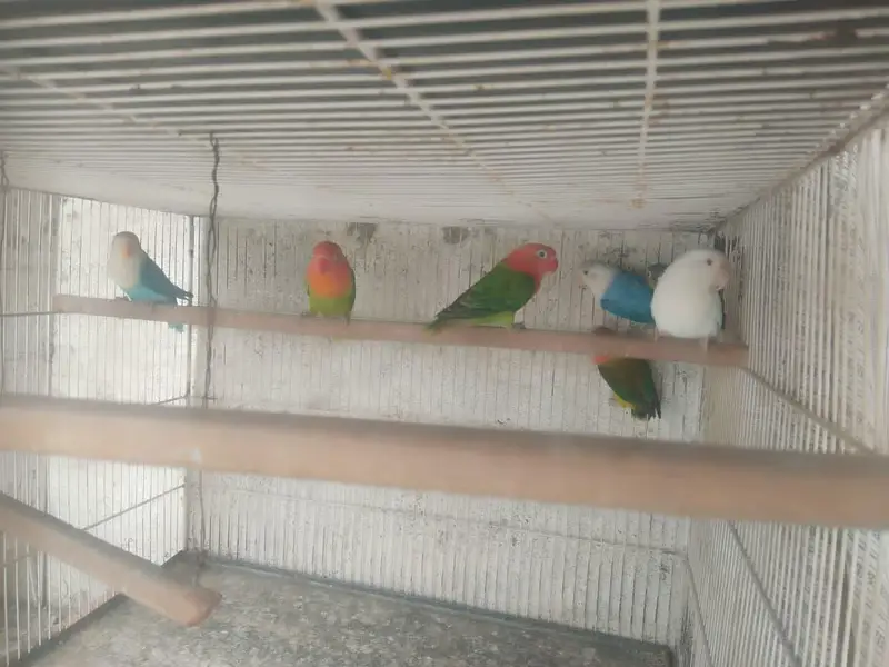bhjes, lovebirds and finches. — photo 2