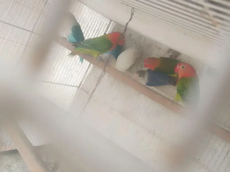 bhjes, lovebirds and finches. — photo 3