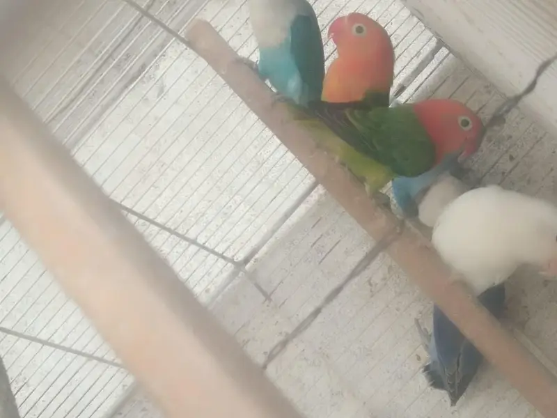bhjes, lovebirds and finches. — photo 4