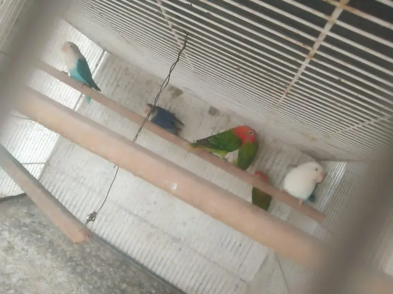 bhjes, lovebirds and finches. — photo 5