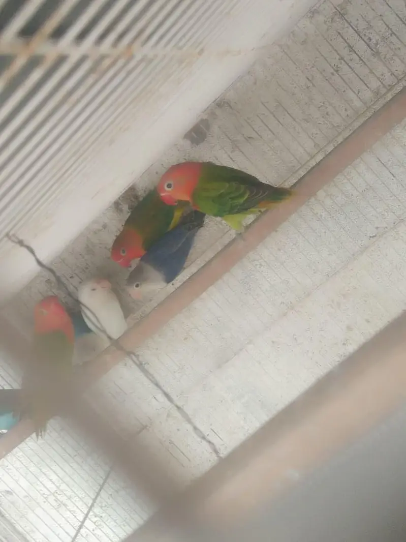 bhjes, lovebirds and finches. — photo 6