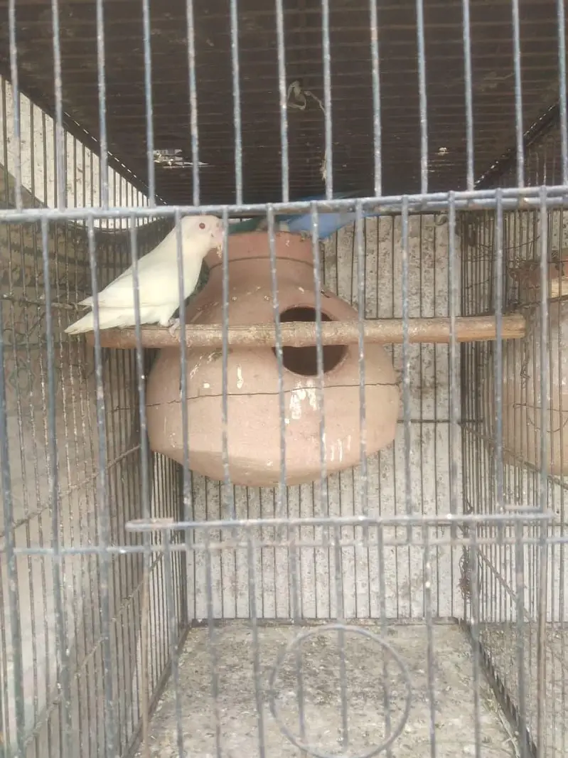 bhjes, lovebirds and finches. — photo 7