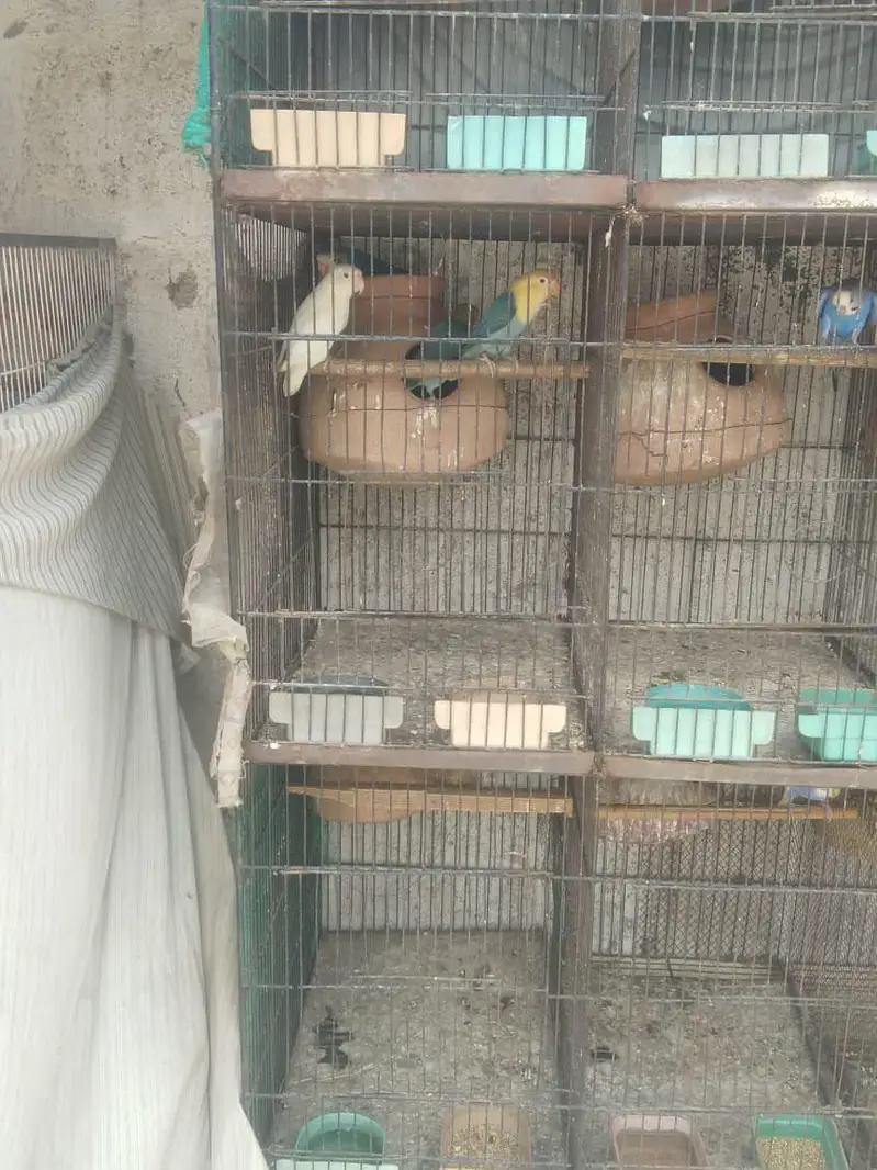 bhjes, lovebirds and finches. — photo 8