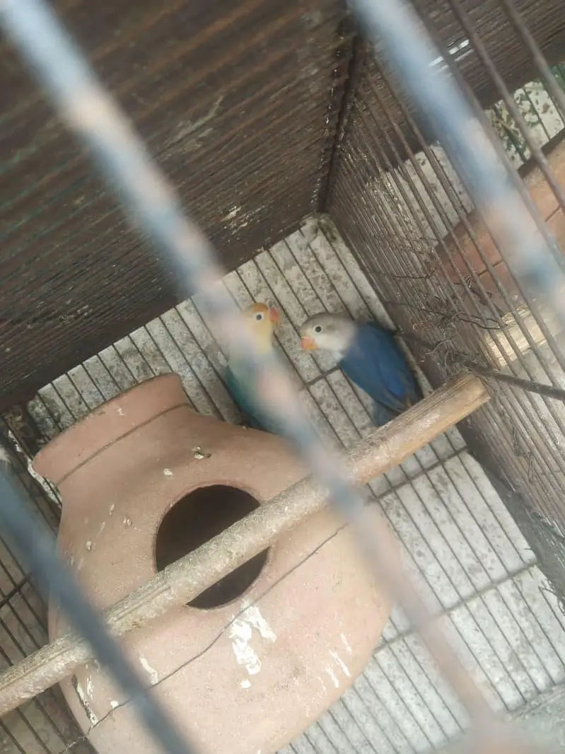 bhjes, lovebirds and finches. — photo 9