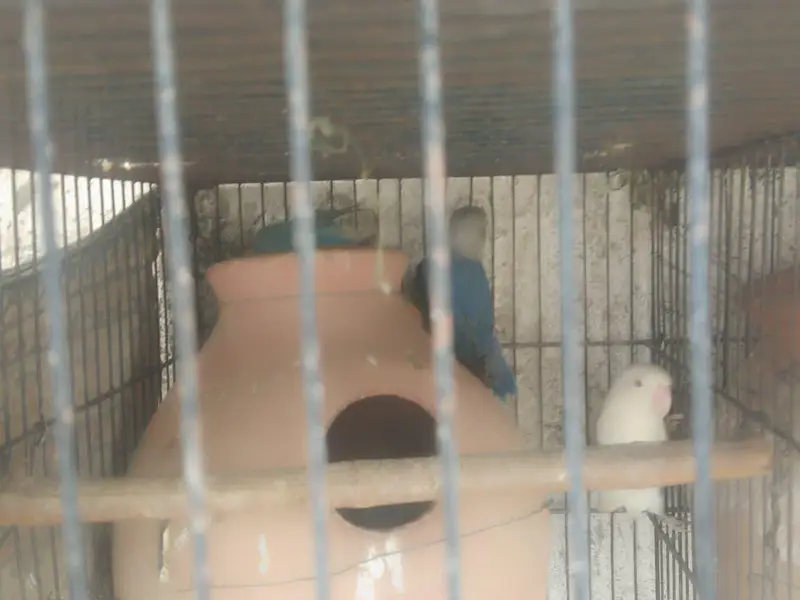 bhjes, lovebirds and finches. — photo 10