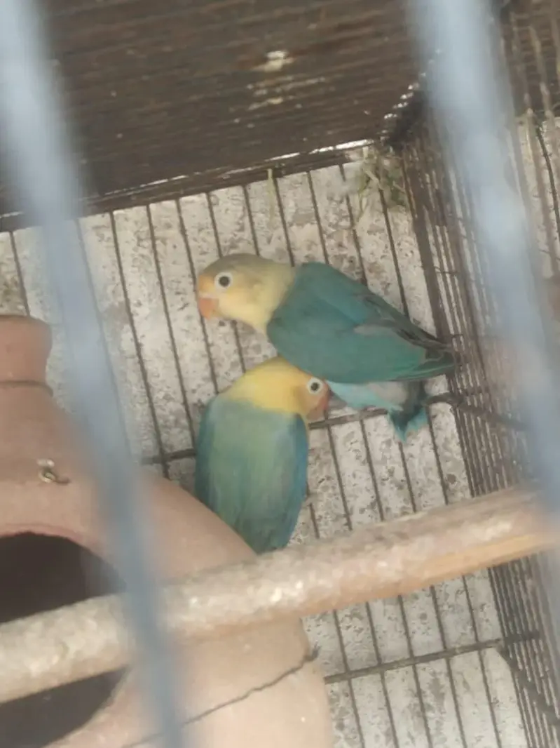 bhjes, lovebirds and finches. — photo 11