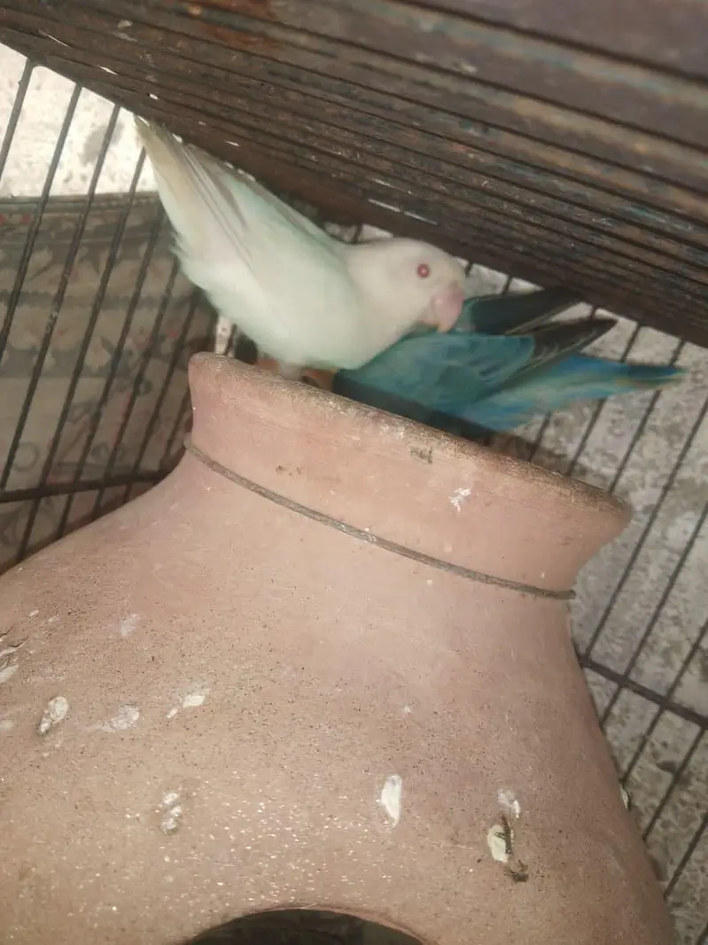 bhjes, lovebirds and finches. — photo 12