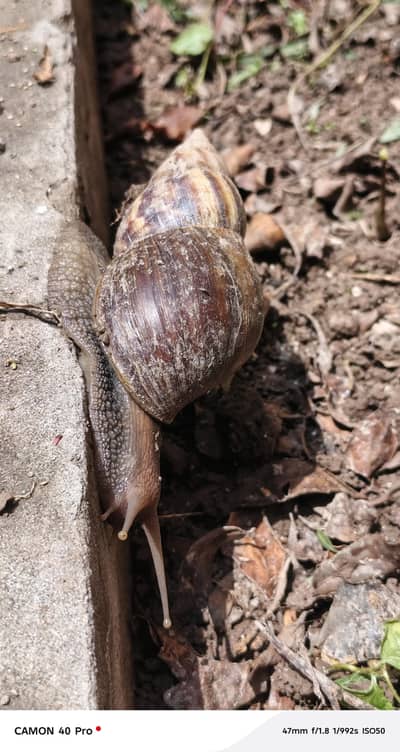 land snail