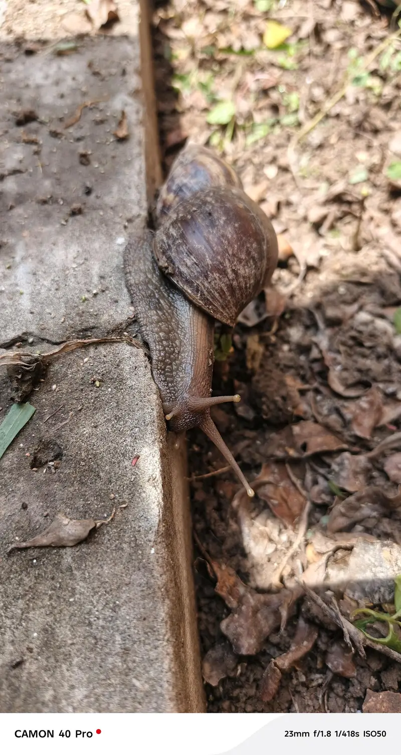 land snail — photo 2