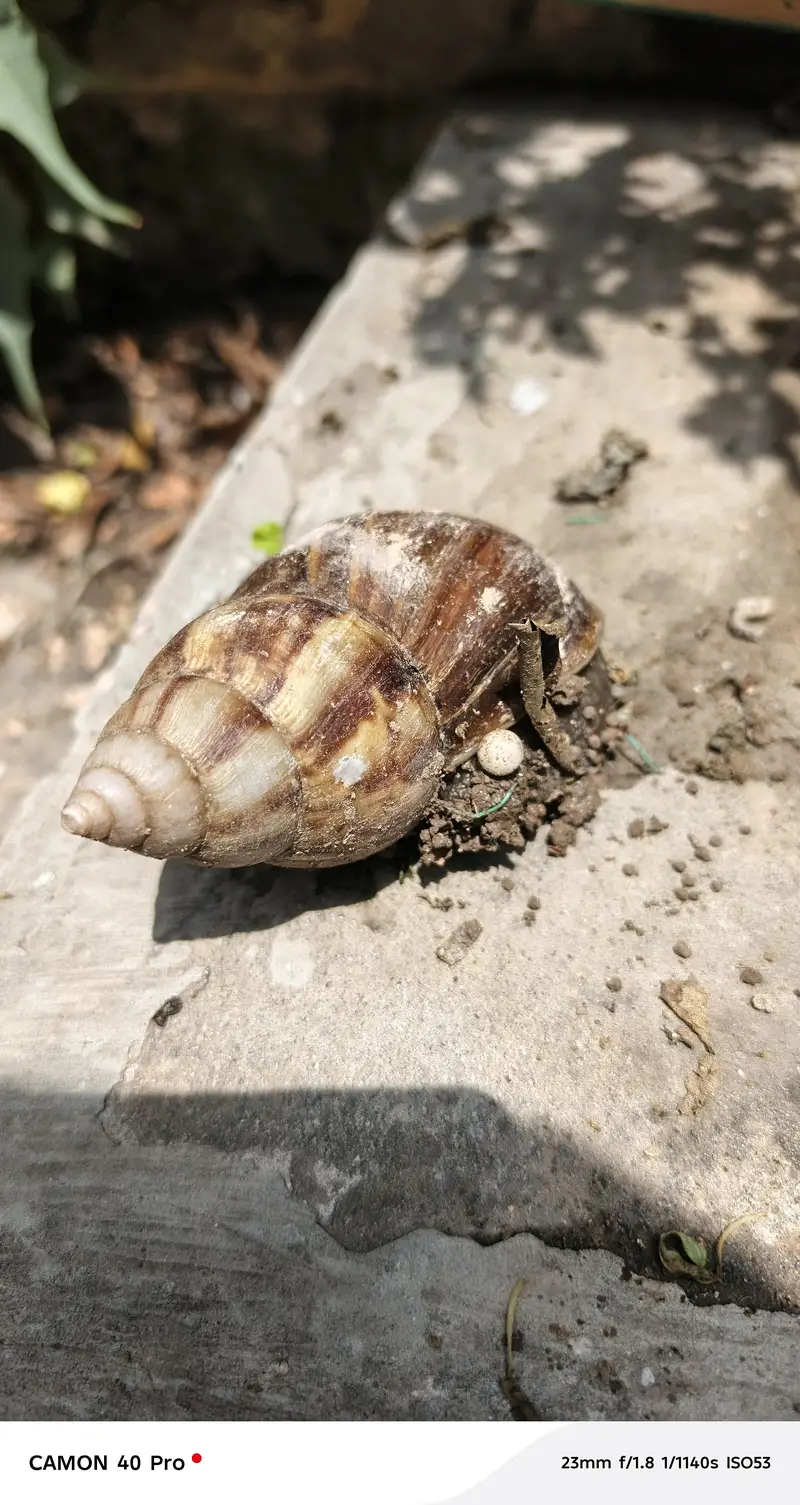 land snail — photo 3