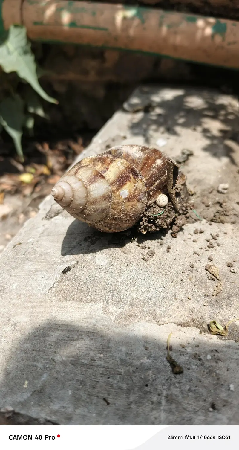 land snail — photo 4