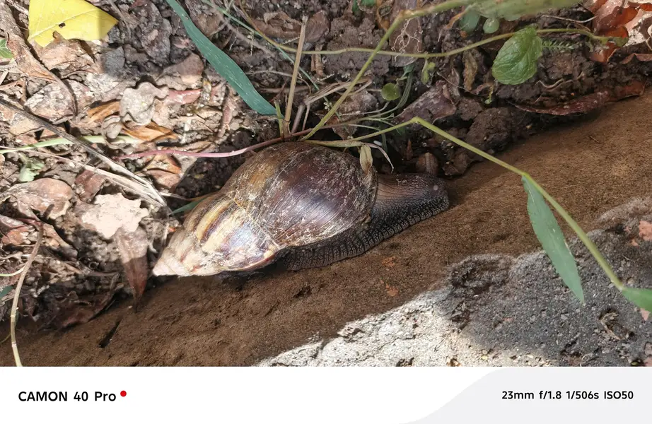 land snail — photo 5
