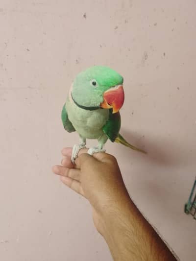 hand tamed hai or talking parrot