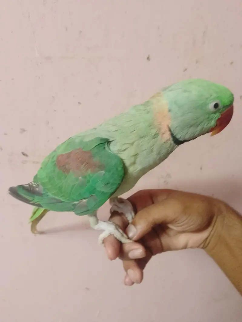 hand tamed hai or talking parrot — photo 2