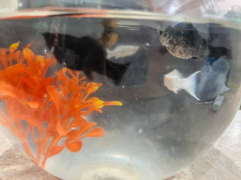 Molly fish 0
