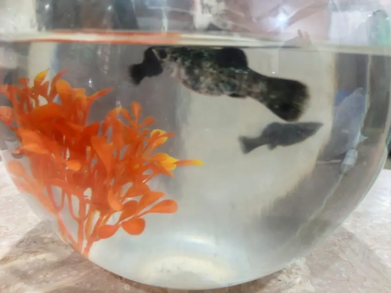 Molly fish — photo 2