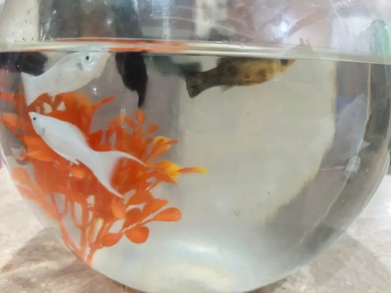 Molly fish — photo 3