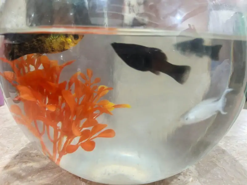 Molly fish — photo 4