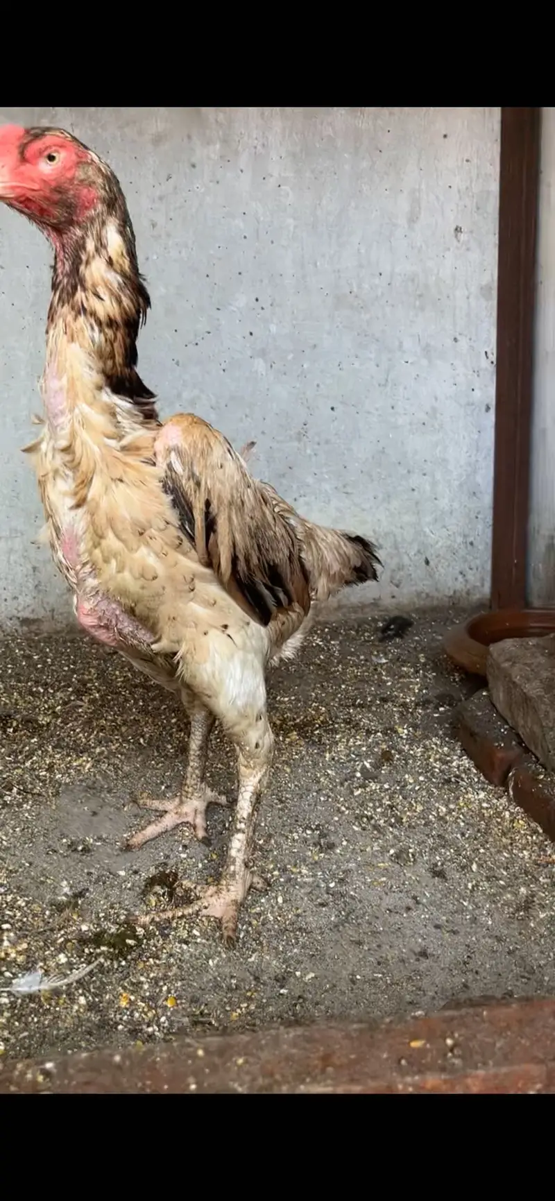 Shamo female urgent sale — photo 2