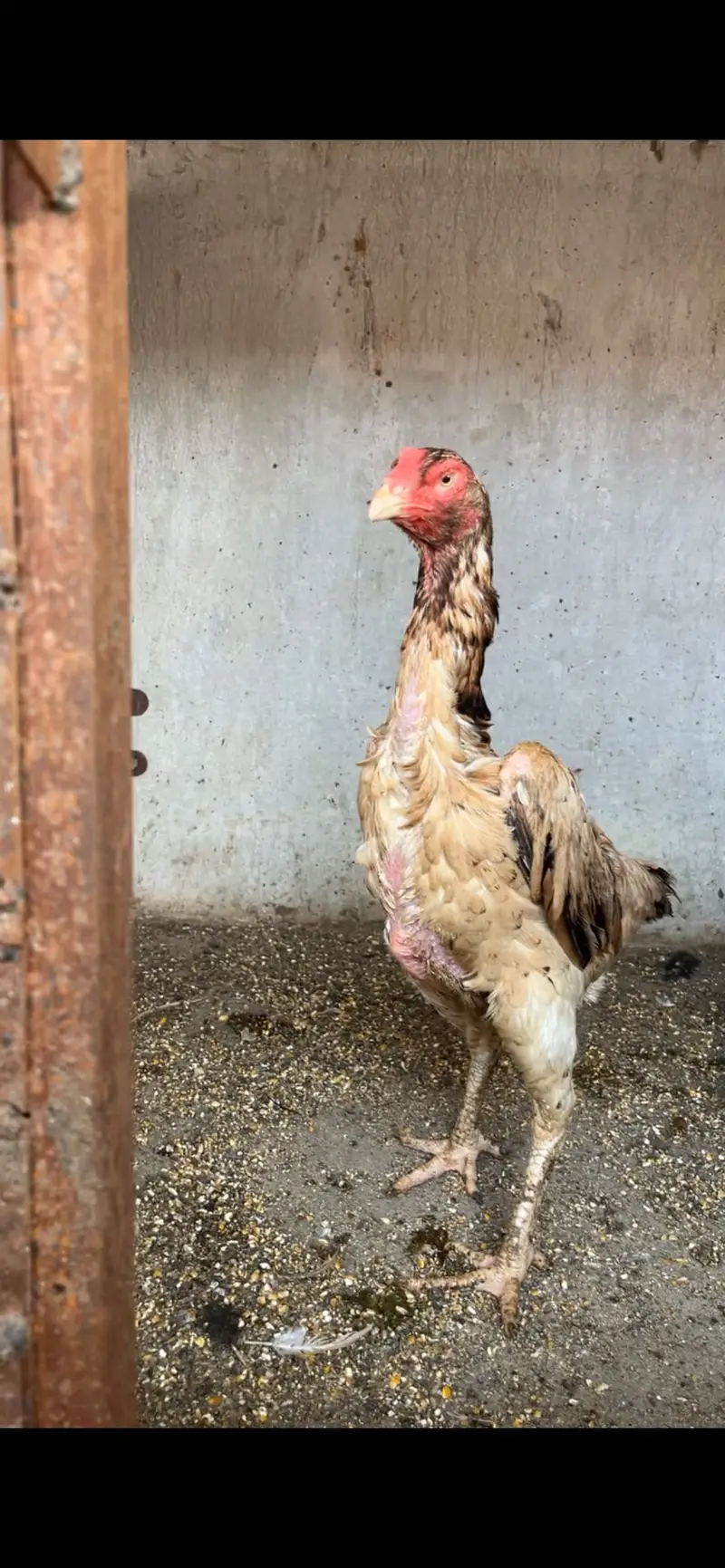 Shamo female urgent sale — photo 3