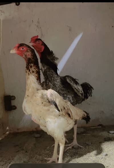 Shamo female urgent sale