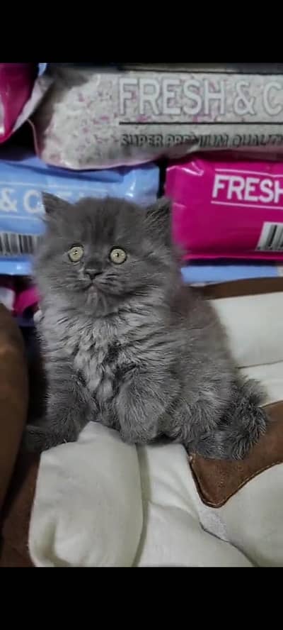 Quality Persian Punch Face cat &kittens 03476305771 WhatsApp