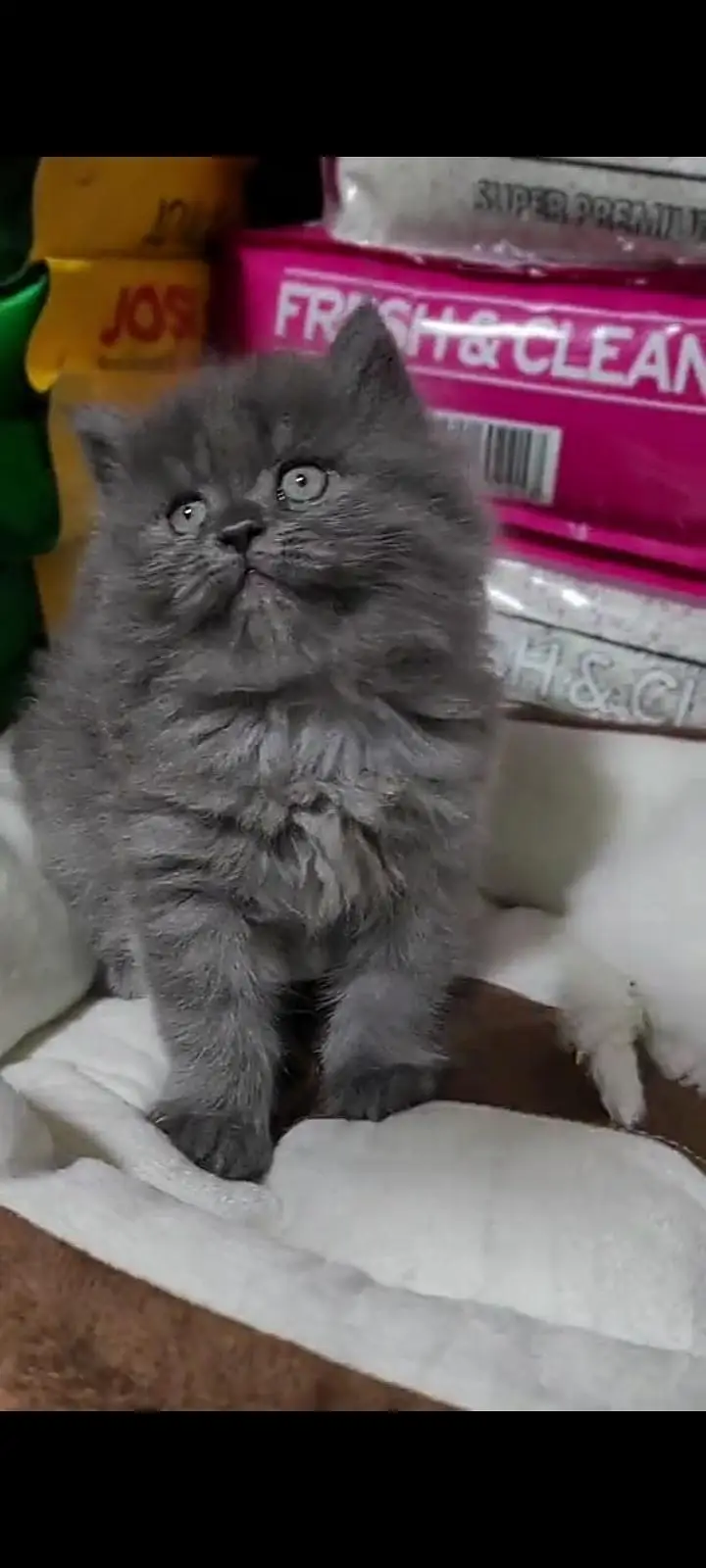 Quality Persian Punch Face cat &kittens 03476305771 WhatsApp — photo 2
