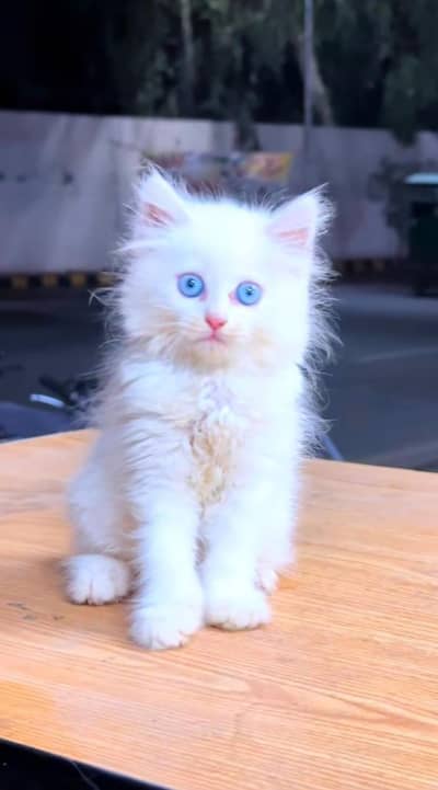 pure Persian cats vaccinated and healthy active WhatsApp/0344/6895398/