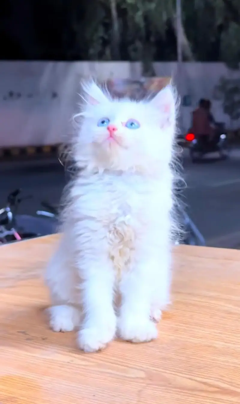 pure Persian cats vaccinated and healthy active WhatsApp/0344/6895398/ — photo 2