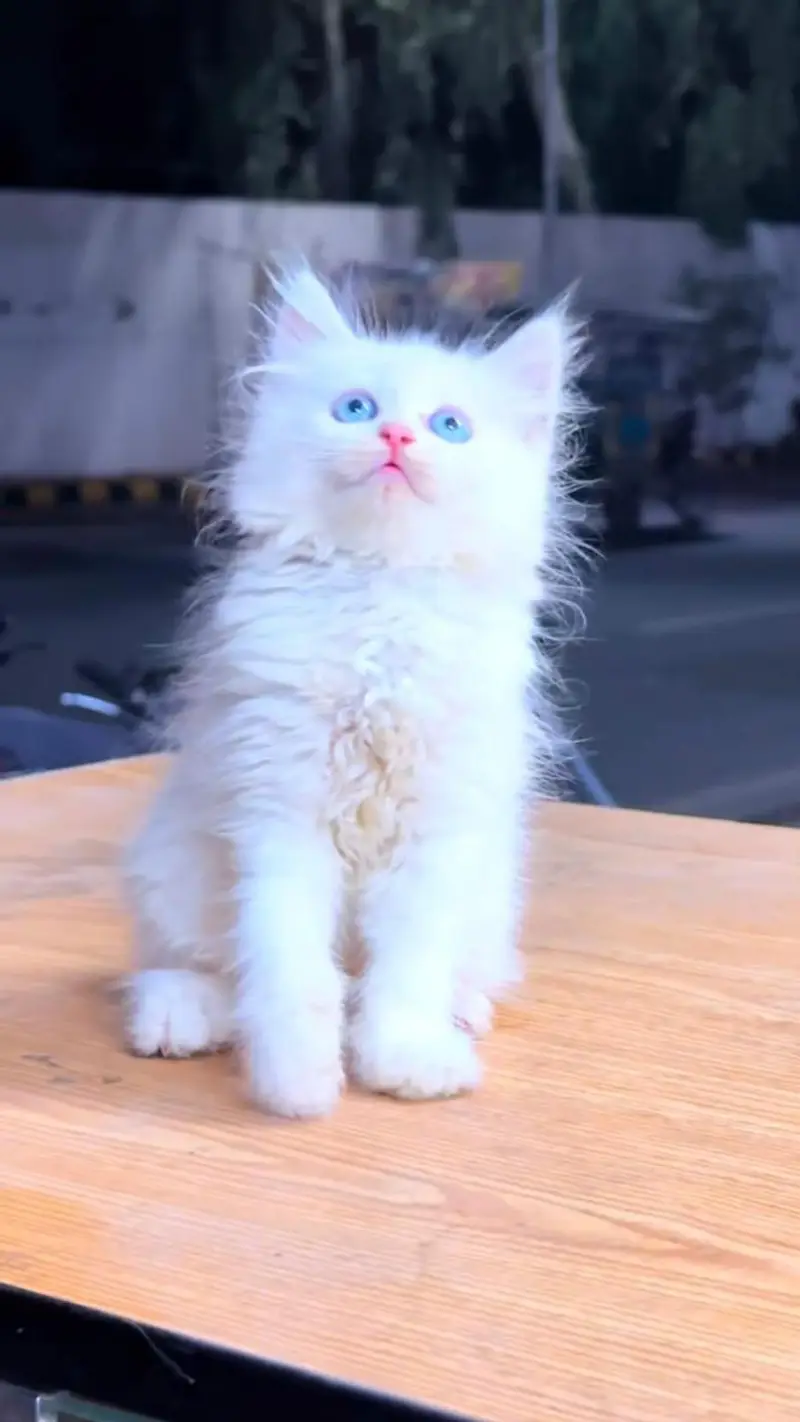 pure Persian cats vaccinated and healthy active WhatsApp/0344/6895398/ — photo 3