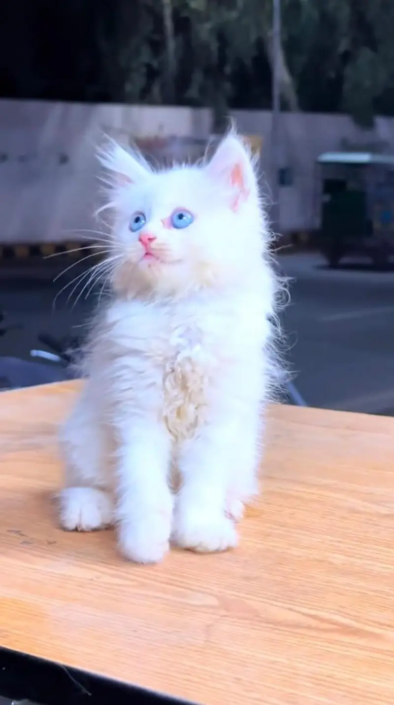pure Persian cats vaccinated and healthy active WhatsApp/0344/6895398/ — photo 4