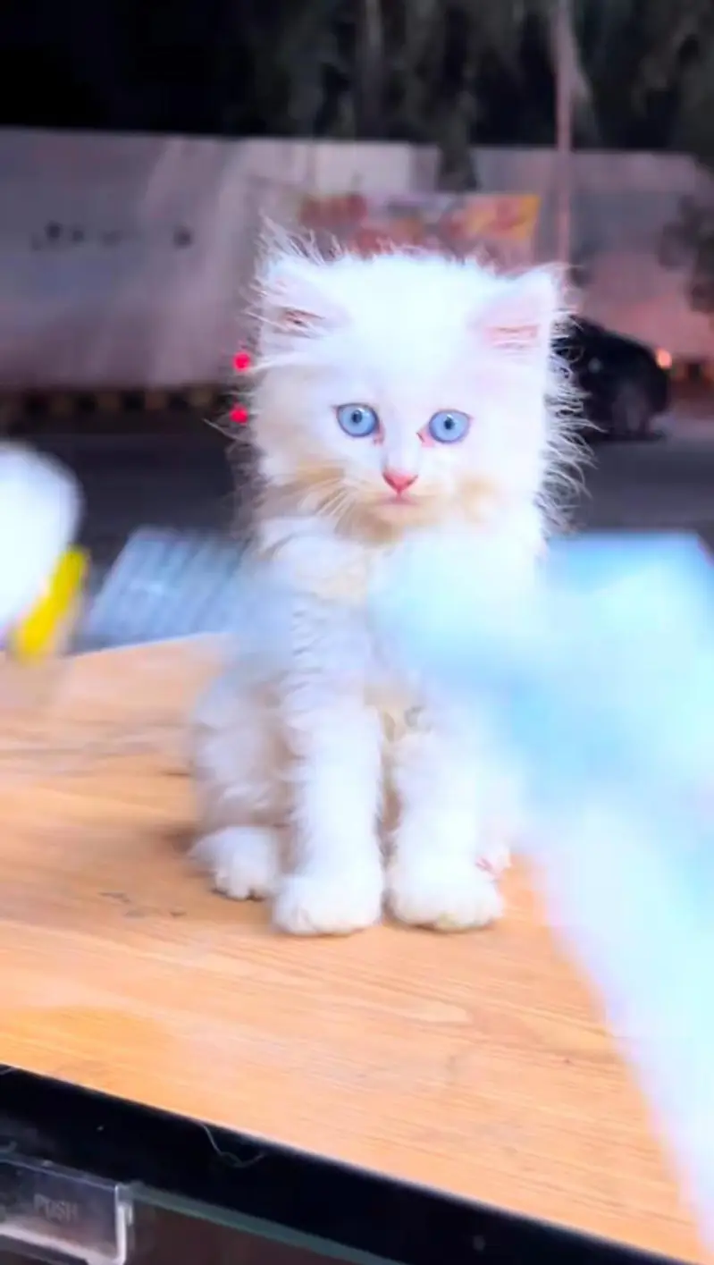 pure Persian cats vaccinated and healthy active WhatsApp/0344/6895398/ — photo 5