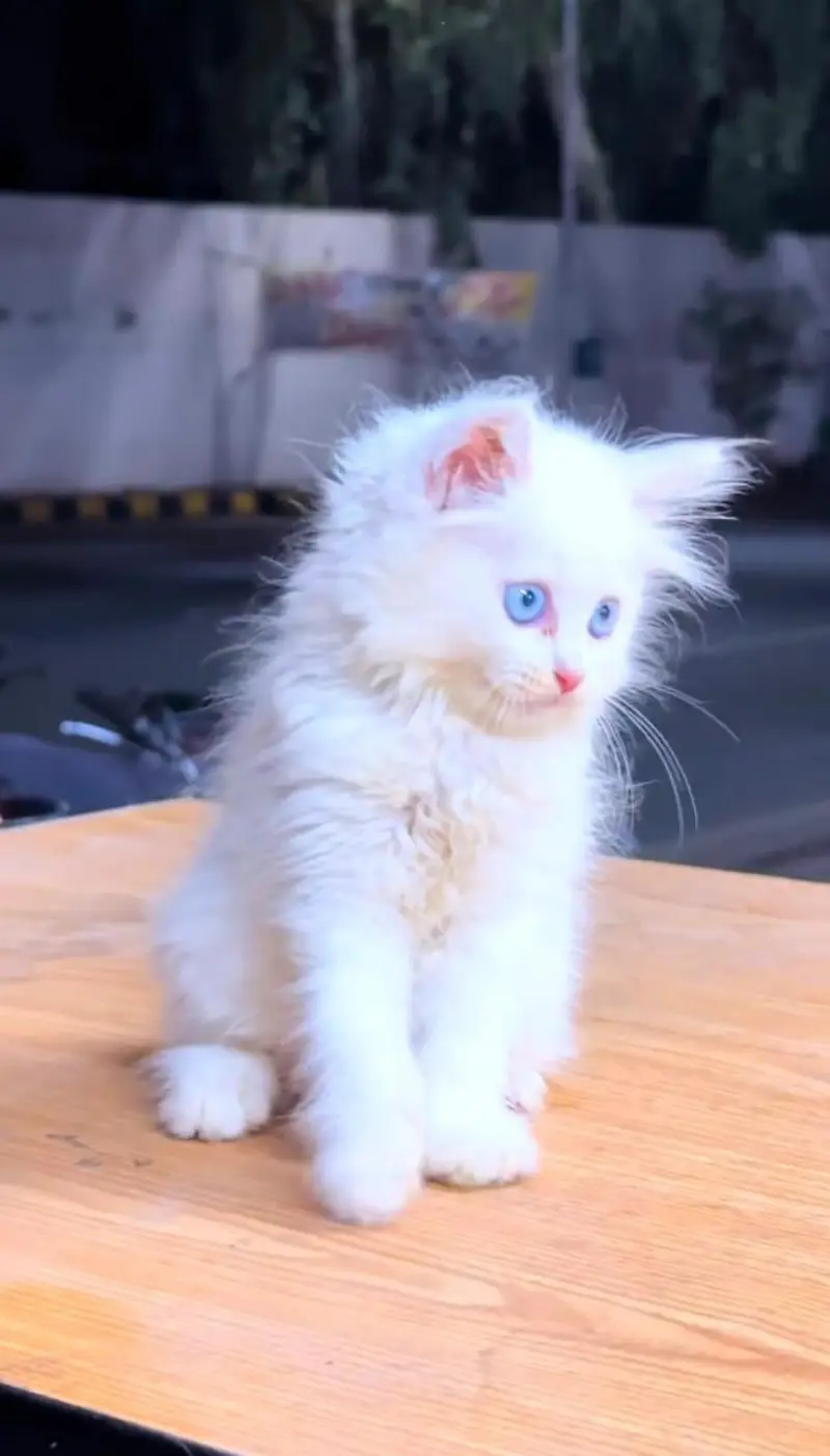 pure Persian cats vaccinated and healthy active WhatsApp/0344/6895398/ — photo 6