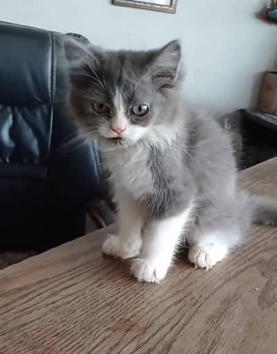 Beautiful kitten high quality