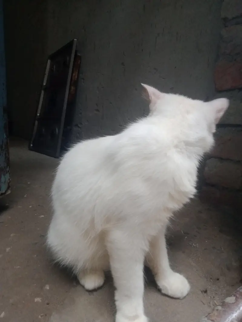 snow-white cat — photo 2