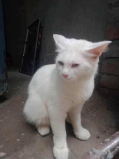 snow-white cat