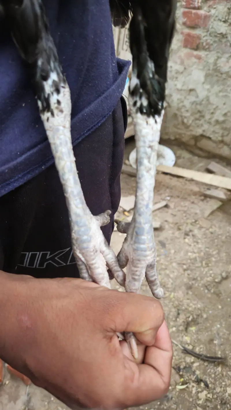 Thai Cross Pakistan i — photo 7