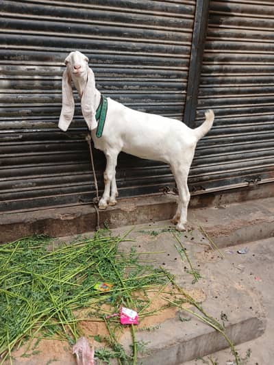 gulabi