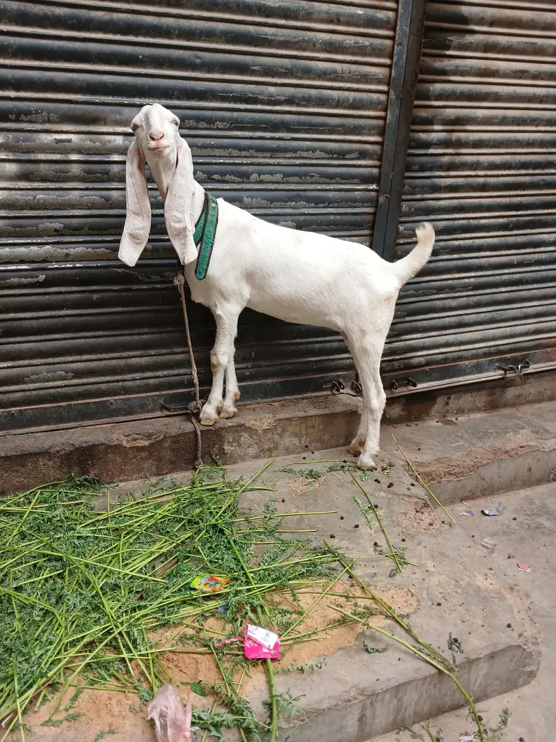 gulabi