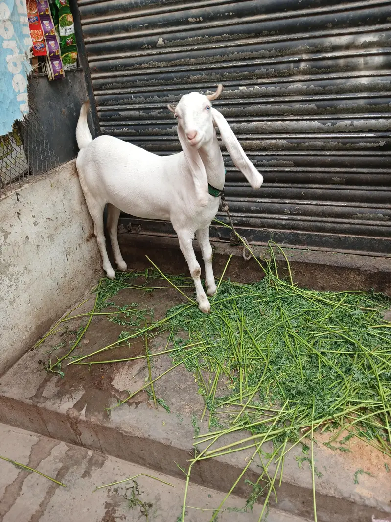 gulabi — photo 2