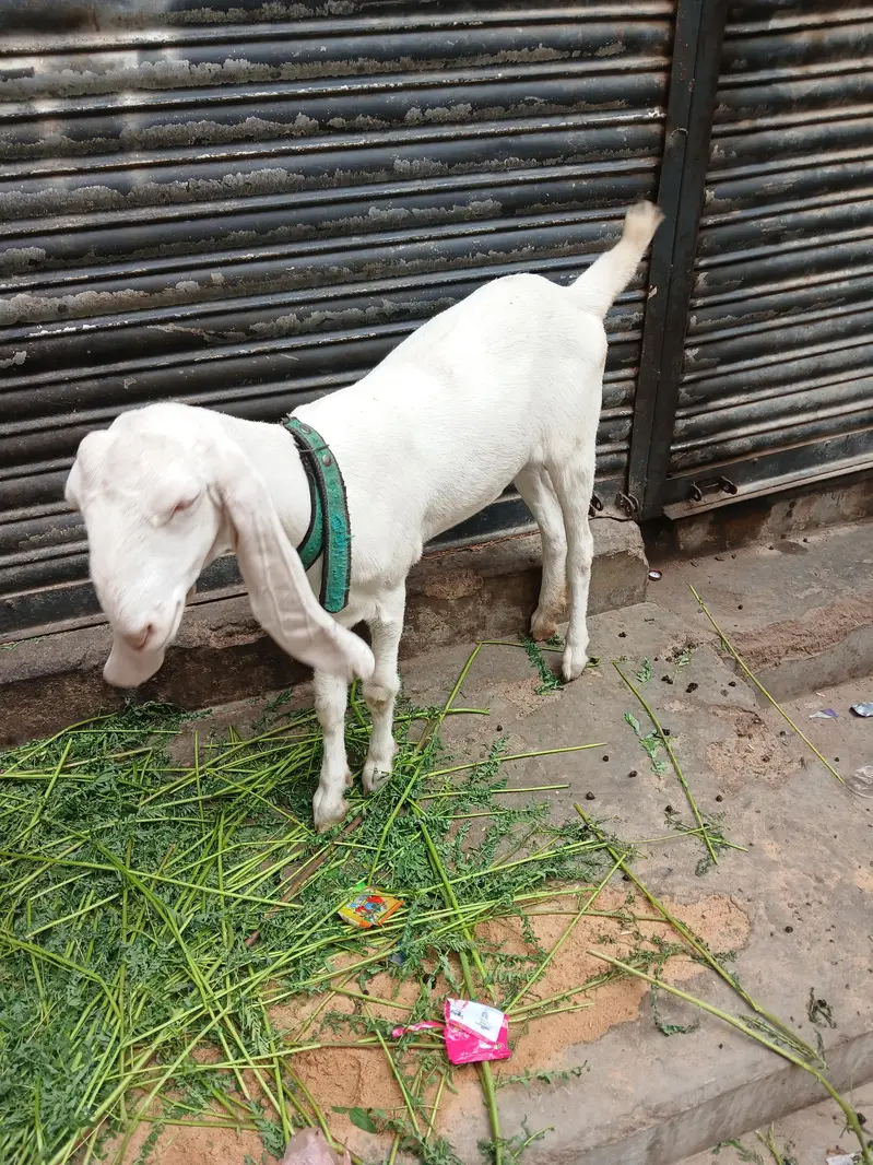 gulabi — photo 3
