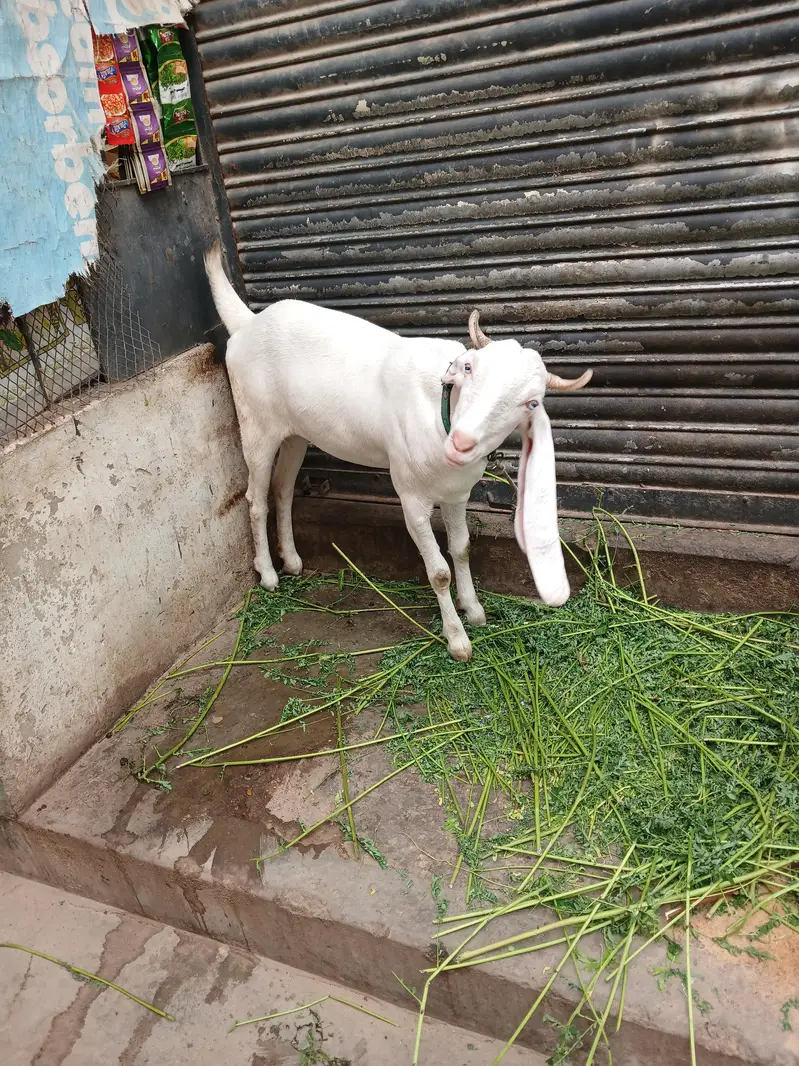 gulabi — photo 4
