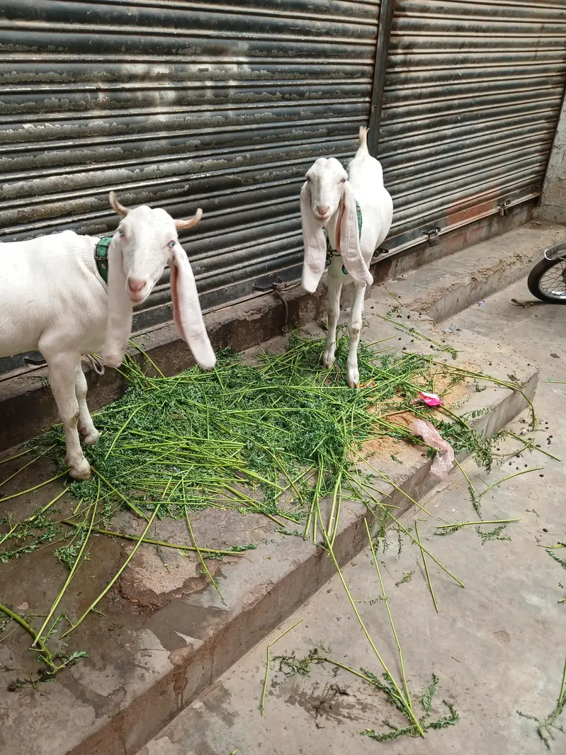 gulabi — photo 5