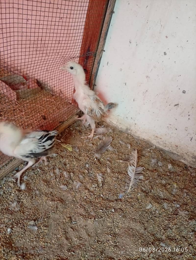 Aseel. chicks 1