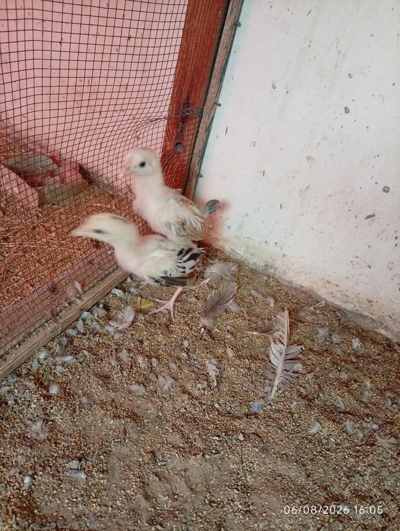 Aseel. chicks 2