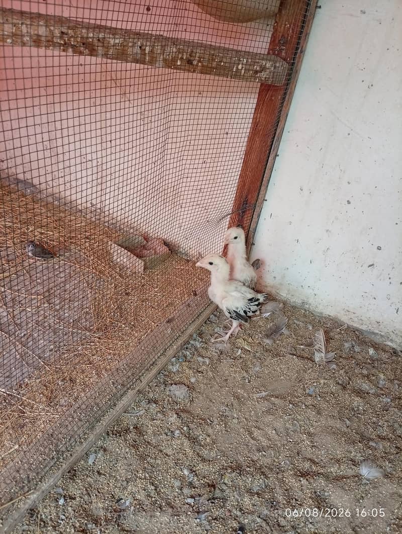 Aseel. chicks 3