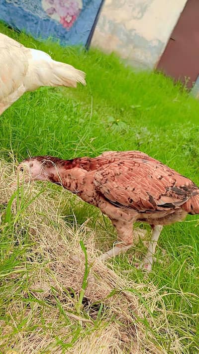 aseel chicks for sale healthy and active