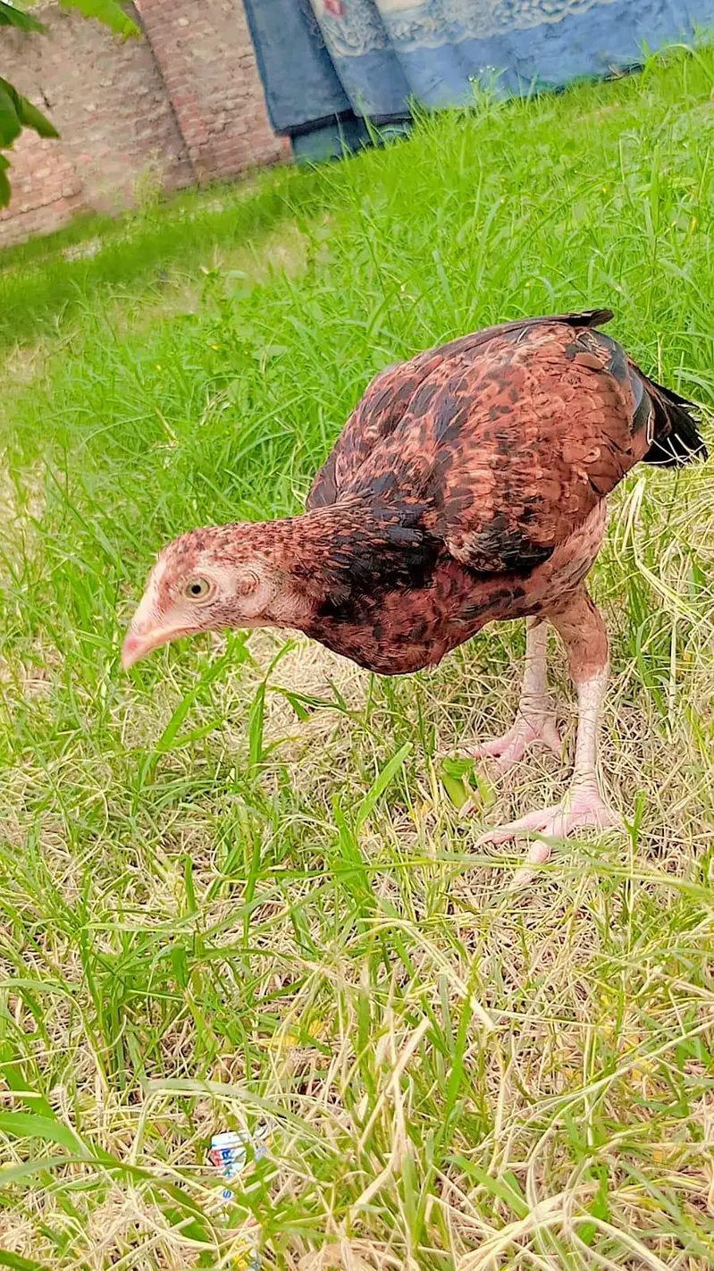 aseel chicks for sale healthy and active — photo 3